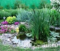Лот: 9743127. Фото: 2. Аир болотный (Acorus calamus). Семена, рассада, садовые растения