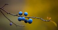 Лот: 7996234. Фото: 6. Nikon 55-200mm f/4-5.6G ED af-s...