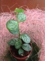 Лот: 3134689. Фото: 2. Хойя биакенсис.Hoya sp. Biakensis. Комнатные растения и уход