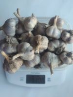 Лот: 5954168. Фото: 2. продам зимний чеснок нового урожая... Продукты