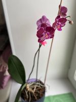 Лот: 15313371. Фото: 4. Орхидея. Красноярск