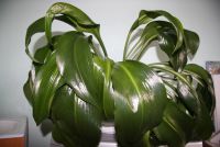 Лот: 3303678. Фото: 2. Эухарис большой 7 луковиц. Комнатные растения и уход