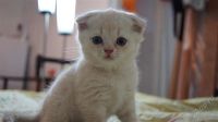 Лот: 1253030. Фото: 2. Шотландские вислоухие котята. Животные и уход