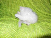 Лот: 7714857. Фото: 6. Белый персидский котёнок.