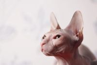 Лот: 3459275. Фото: 7. Кошечка Донской сфинкс