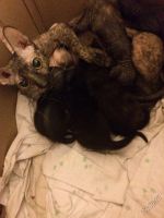 Лот: 5673950. Фото: 6. котята донского сфинкса