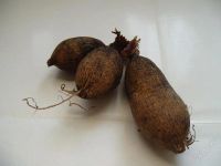 Лот: 931867. Фото: 2. Георгин Апач. Семена, рассада, садовые растения