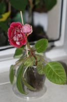 Лот: 3123509. Фото: 2. Глоксиния 8. Комнатные растения и уход