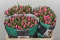 Лот: 15584863. Фото: 2. Тюльпаны Махровые Розе / из Голландии. Цветы, букеты