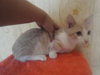 Лот: 3600272. Фото: 3. Манчкин рыжий парень. Растения и животные