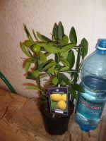 Лот: 3549277. Фото: 3. Цитрус Лимон. Растения и животные