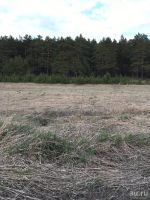 Лот: 13485819. Фото: 9. Участок в сосновом бору