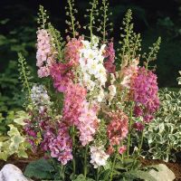 Лот: 22376714. Фото: 2. Садовые цветы. Семена, рассада, садовые растения