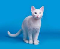 Лот: 5975837. Фото: 7. Котенок породы Гигантская Афродита