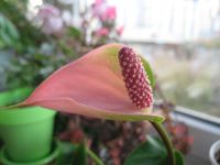 Лот: 4600342. Фото: 2. Антуриум сорт Свит. Комнатные растения и уход