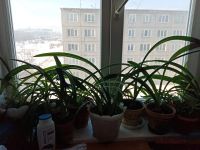 Лот: 19985330. Фото: 2. Цветы домашние. Комнатные растения и уход