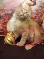 Лот: 18351670. Фото: 2. Котята ищут дом. Животные и уход
