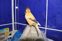 Лот: 6707953. Фото: 2. канарейка кенар. Животные и уход