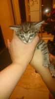 Лот: 8308131. Фото: 2. Котята бездомыши. Животные и уход