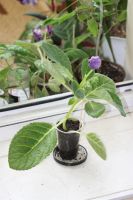 Лот: 3041474. Фото: 4. Глоксиния 5 (цветёт). Красноярск