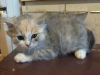 Лот: 5157861. Фото: 2. продам котенка пару месяцов. Животные и уход