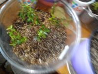 Лот: 11924740. Фото: 3. мирт 4. Растения и животные