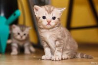 Лот: 9609834. Фото: 2. Британские котята. Животные и уход