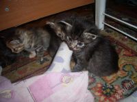 Лот: 452880. Фото: 2. котята!. Животные и уход