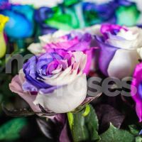 Лот: 9051904. Фото: 6. Радужные розы прямиком из Эквадора...