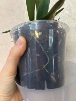 Лот: 25882101. Фото: 4. Каттлея Schilleriana # sib. Красноярск