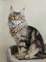 Лот: 21577843. Фото: 2. Котёнок мейн кун дикого окраса. Животные и уход