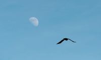 Лот: 21759199. Фото: 3. nikon ed af nikkor 300mm 1:4. Красноярск