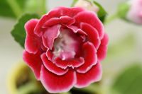 Лот: 3041414. Фото: 6. Глоксиния 2 (цветёт)