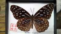 Лот: 10458934. Фото: 3. Тропическая бабочка Ideopsis vulgaris. Домашний быт