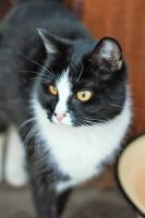Лот: 5374995. Фото: 3. кошка мышеловка стерилизованная... Растения и животные