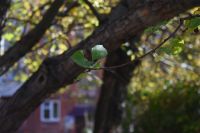 Лот: 12234966. Фото: 6. Nikon af-p dx Nikkor 18-55mm 3...
