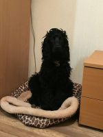 Лот: 11039565. Фото: 2. Английский кокер спаниель. Животные и уход