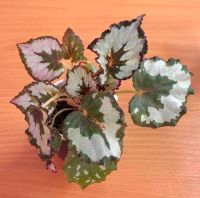 Лот: 12609606. Фото: 2. Бегония Titica (Magic Color). Комнатные растения и уход
