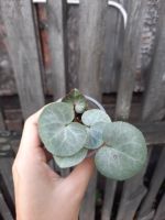 Лот: 12203559. Фото: 2. Цикламен персидский "Platinum... Комнатные растения и уход