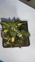 Лот: 11726240. Фото: 2. Гастерия gracilis f. minima variegata... Комнатные растения и уход