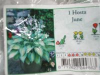 Лот: 946907. Фото: 2. Хоста1. Семена, рассада, садовые растения