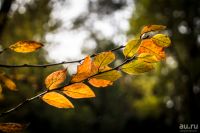 Лот: 11548288. Фото: 5. Sony F3 тушка