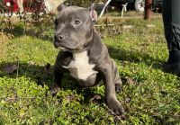 Лот: 21287972. Фото: 4. Собака. Красноярск