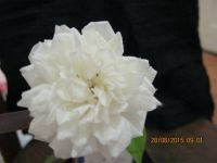 Лот: 5115053. Фото: 4. саженец розы комнатной. Красноярск