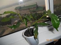 Лот: 1942059. Фото: 2. Клеродендрум Уолича,. Комнатные растения и уход