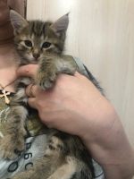 Лот: 20227113. Фото: 3. Котик. Растения и животные