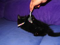 Лот: 4699592. Фото: 2. отдадим в добрые руки котенка. Животные и уход