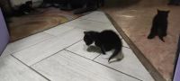 Лот: 25781647. Фото: 3. Котята крысоловы. Растения и животные