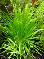 Лот: 6766368. Фото: 2. Бликса японская (Blyxa japonica... Аквариумистика