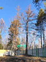 Лот: 15938497. Фото: 3. Требуется спилить деревья. Для дачи, дома, огорода, бани, парка